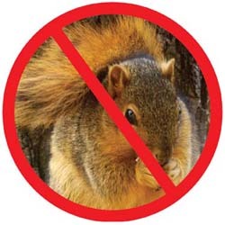 squirrel