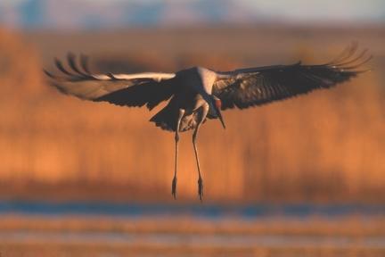 Sandhill Crane